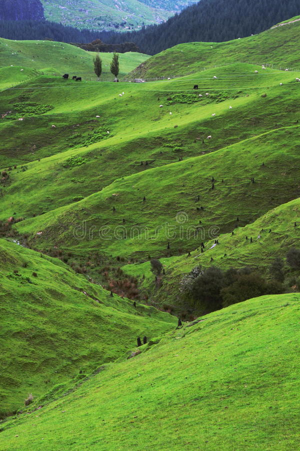 Movie green pastures